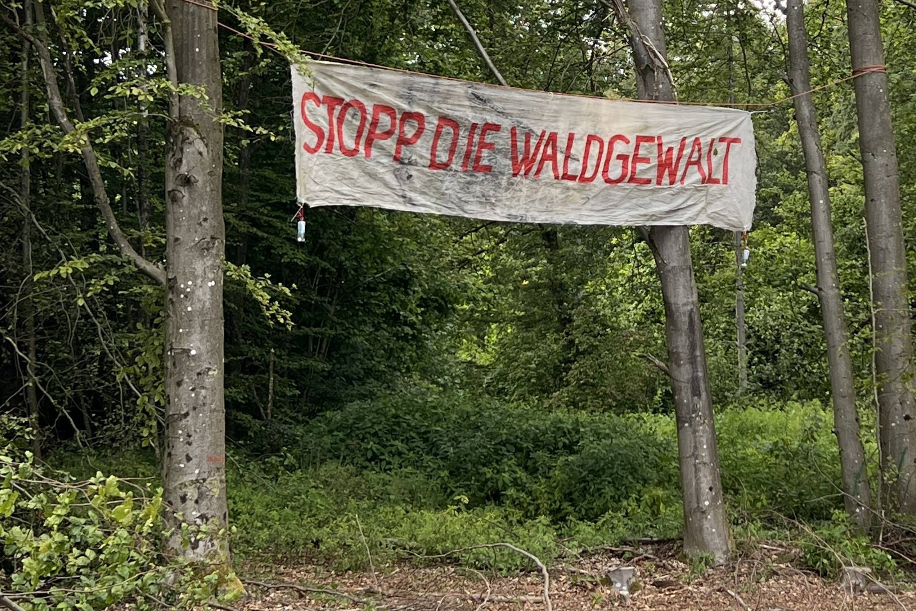 Baumschild 'STOPP DIE WALDGEWALT'