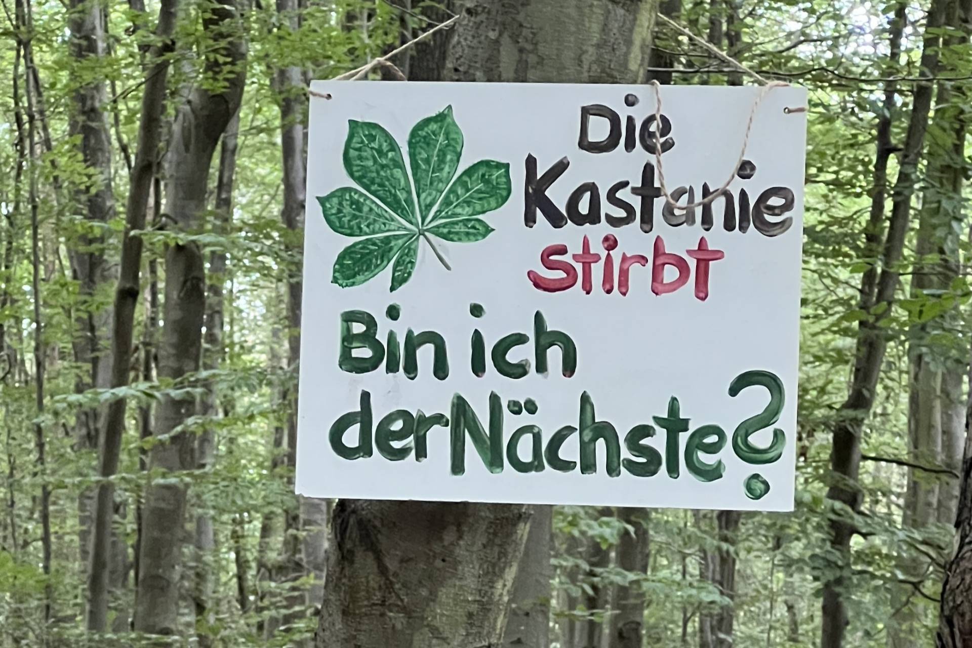 Baumschild 'Die Kastanie stirbt - Bin ich der Nächste?'